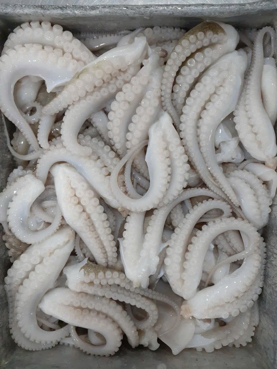 Clean mini octopus close-up in a seafood preparation tray