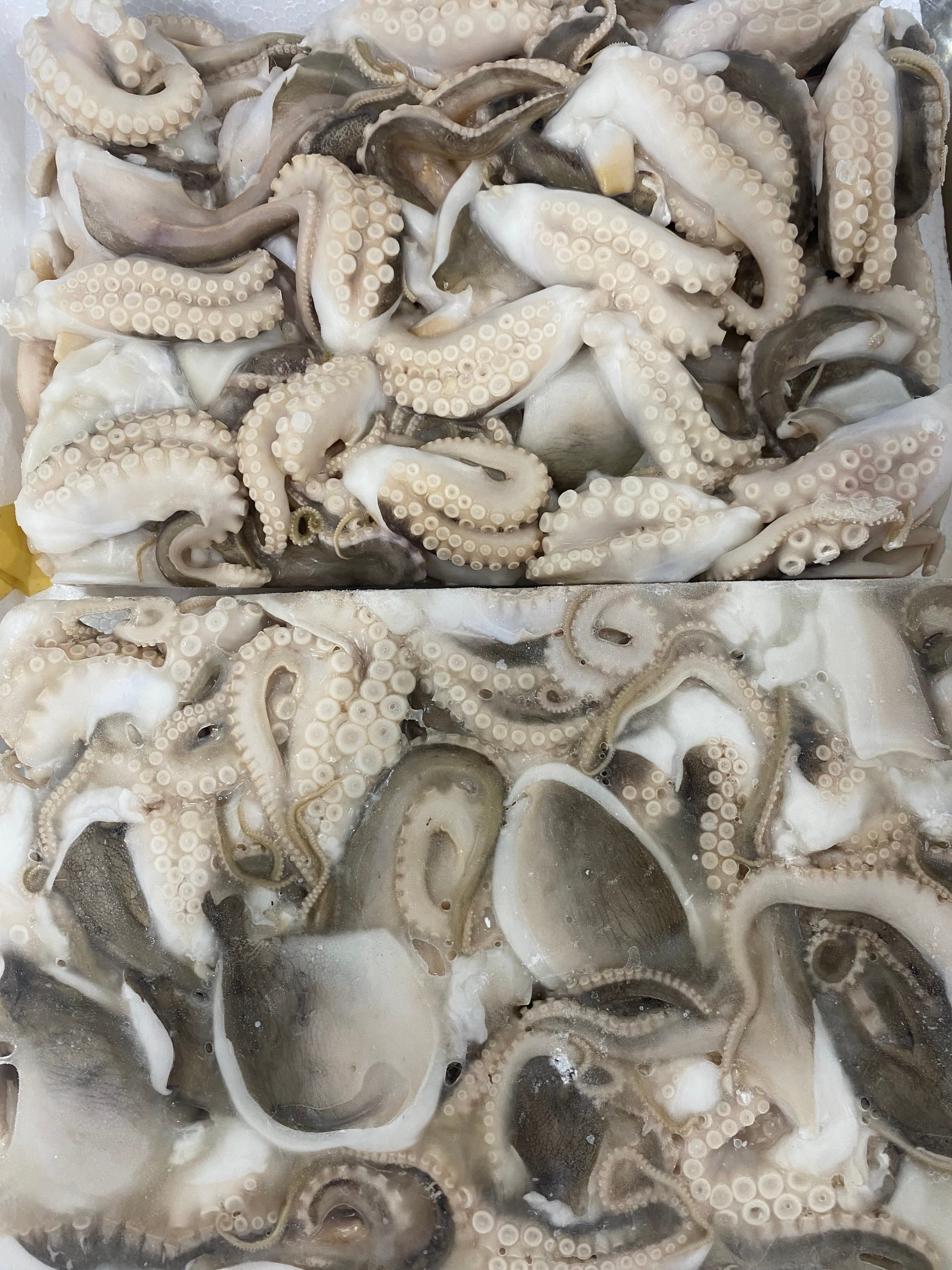 Mini octopus trays prepared for seafood buyer review